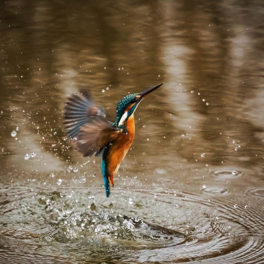 kingfisher, bird, animal-1068684.jpg
